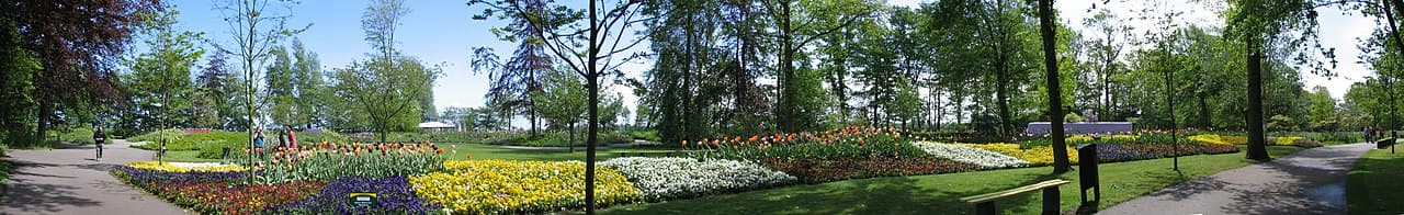 Lisse
